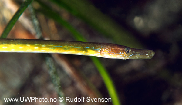 Nerophis ophidion (Linnaeus, 1758)